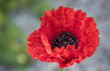 Ferienhaus ScheunenRefugio - Foto 10