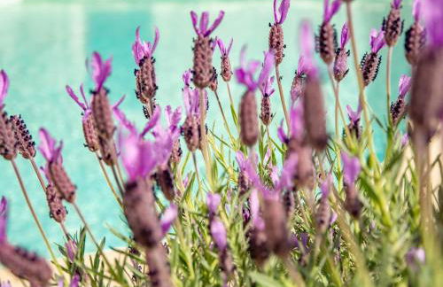 Mas dAmour - Foto 30