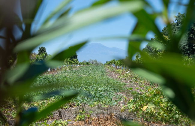 Tenuta San Calogero - Foto 68