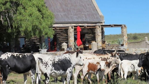 Sneeuberg Nature Reserve - Foto 4, Habitación