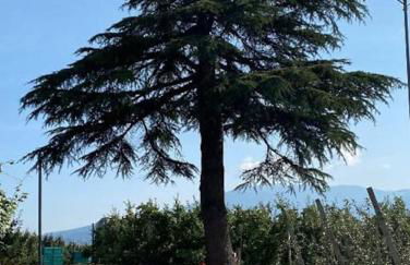 Villa Rosa since 1914, Brenta Dolomite - Foto 25