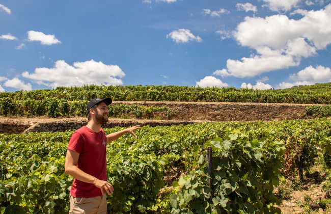 Tour de viñedos y bodegas por el Valle del Duero - Foto 7