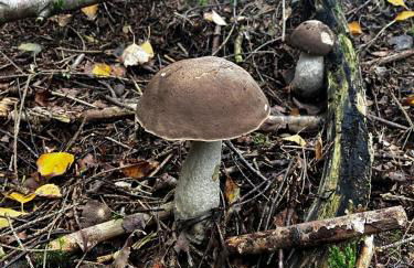 Bungalow direkt am See, mit eigenem Boot - Foto 64