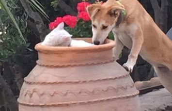 Aprisa apartment - Foto 40