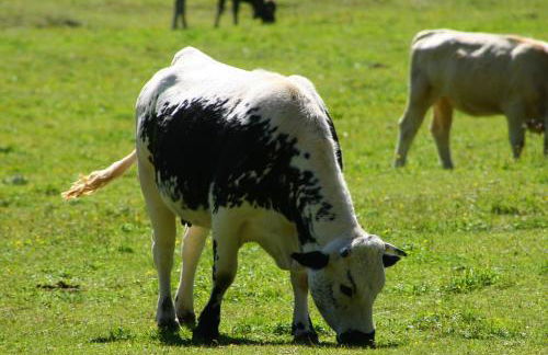 Gstattlhof Mountain Farmhouse - Foto 7
