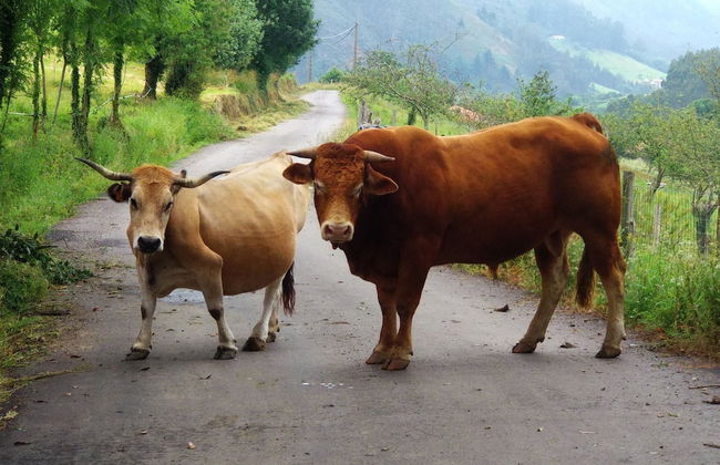 El Interior De Gaia - Foto 30