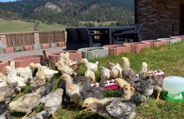 Agroturystyka Pod Zamczyskiem - Photo 35