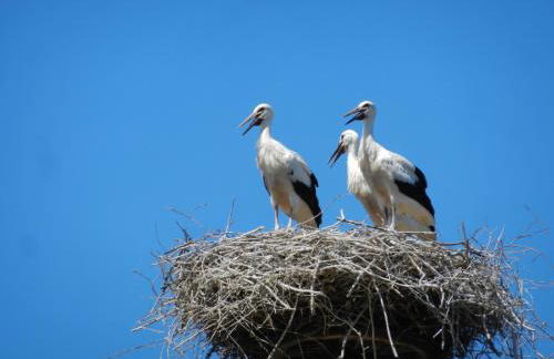 Havelhof-Nitzow - Foto 24