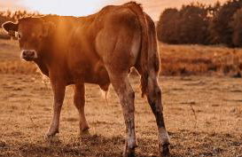 Ferienwohnung Schwabenhof - Foto 16