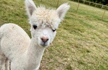 Four Bedroom House With Private Pool - Stunning countryside location with parking close to Chester City Centre - Photo 25