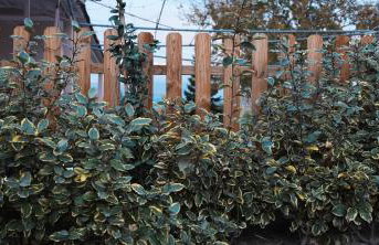 Fyllenia Country Home, Aridaia, Pozar Baths - Foto 43