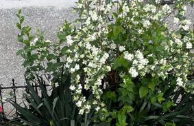 Lila's House - Photo 22