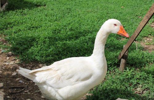 A Casa dei Nonni - Foto 28