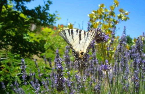 KALAMIES - Secluded Beach Apartments - Foto 40