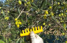 Agriturismo Corte Degli Ulivi - Foto 122