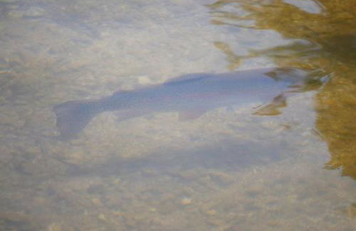 Escapade Nature au Parc de Lorraine - Gîte Lumineux pour 2-4 Pers, Activités & Détente - FR-1-585-91 - Foto 10