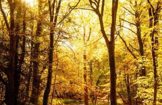 The Organic Cotswolds Shepherds Hut - Photo 55