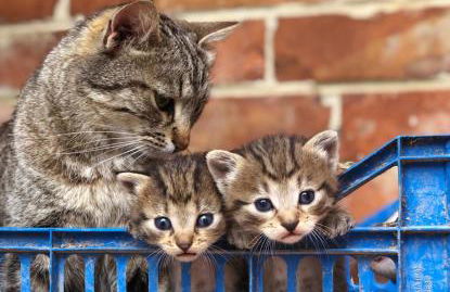 Agriturismo Terralieta - Foto 80