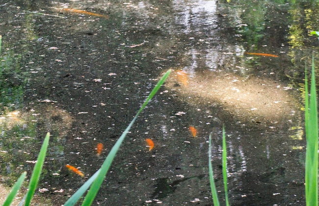 7 Person Holiday Home in Hornbaek-by Traum - Foto 26