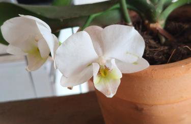 Lar Maria Lima - Foto 38