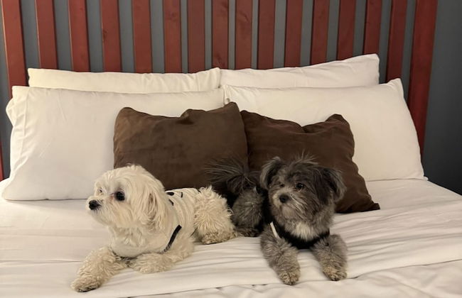 Divya Sutra Plaza and Conference Centre, Vernon, BC - Foto 16