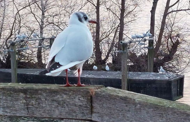 Dornbusch Apartment 3 - Photo 17