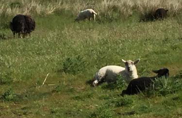 Skeabost View Pods Skye - Foto 57