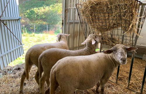 Casinha à Porta - Foto 58