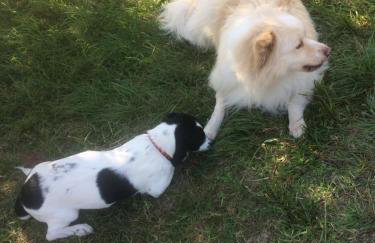 Motovun Bellevue - amazing view, comfortable - Foto 33