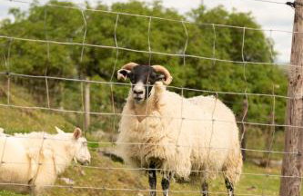 Countryside Farm Pod on Isle of Seil - B - Foto 22