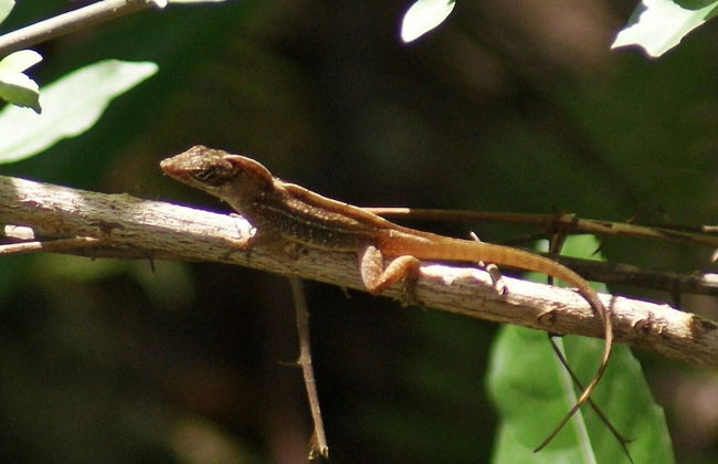 Mini Pini Birdwatching and Cenote Loft4 you Only - Foto 37