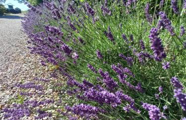 Avalon Połchowo - Foto 17