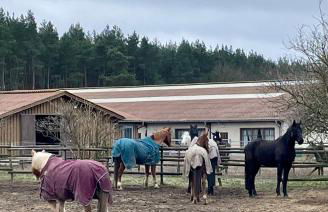 Ferienwohnung Pferdehof Birkholz - Foto 25