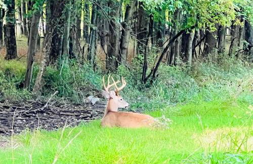 Winifreds Hideaway - Photo 10