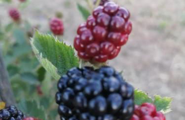 Agriturismo Nuvolino - Foto 41