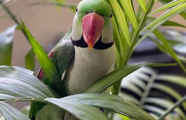Green Parrot Apartments - Foto 43