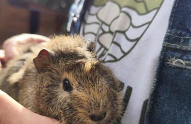 Cabanas - Sítio Refúgio do Barro Branco - Foto 37