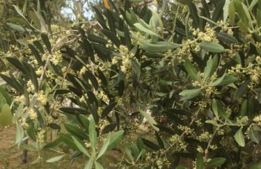 agriturismo cerquatonda - Foto 108