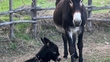 Agriturismo Catena - Foto 2