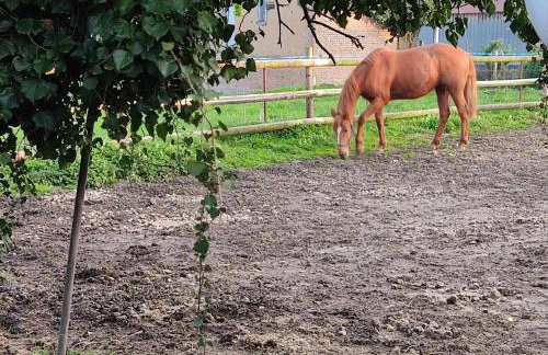Gîte Rosie - Foto 28