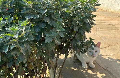 Eleni Country Cottage 2 - Foto 51