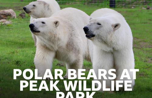 Stylish 2 Bed Near Alton Towers, Polar Bears, Peak District - Foto 37