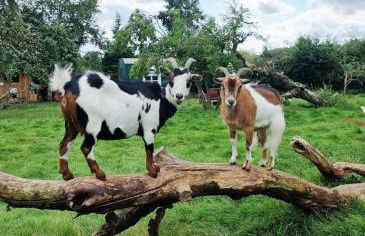 Lichtdurchflutete Dachgeschosswohnung mit Charme - Photo 21