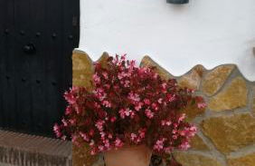 Las 4 Lunas - Foto 8