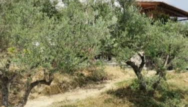 Haus mit Pool im Olivenhain - Foto 5