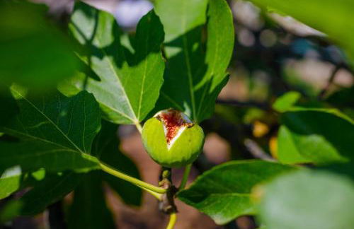 Alethea's Sea View Apartment - Foto 80