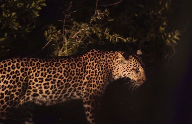 Pelican s Nest Holiday Home St Lucia - Foto 34