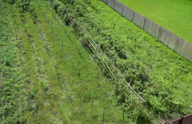 Maleme Mare Beach Resort Hotel - Foto 66