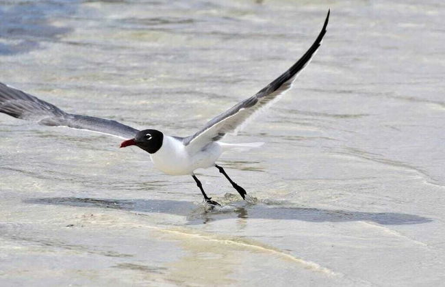 Fontainebleau 335 by Avantstay Beachfront Access - Foto 76