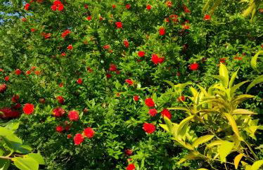 Casa do Alto (top floor apartment) - Foto 77